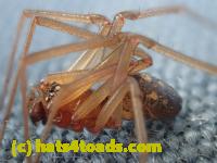 /home//u458753944/public_html/sourcegallery//Insects and small critters/spiders and kin (Arachnida)/P4210733.JPG